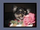 Chihuahua Black und Tan